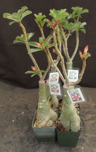 Load image into Gallery viewer, Adenium 'Sugar Rose' Grafted Hybrid

