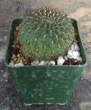 Load image into Gallery viewer, Sulcorebutia frankiana
