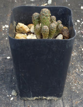 Load image into Gallery viewer, Sulcorebutia taratensis var. minima
