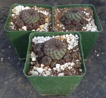 Load image into Gallery viewer, Sulcorebutia rauschii f. violacea *clusters*
