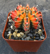 Load image into Gallery viewer, Gymnocalycium 'Sunset'
