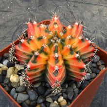 Load image into Gallery viewer, Gymnocalycium 'Sunset'
