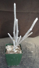 Load image into Gallery viewer, Seyrigia humbertii
