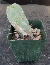 Load image into Gallery viewer, Echinopsis lageniformis monstrose (Trichocereus bridgesii monstrose)
