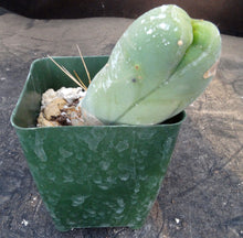 Load image into Gallery viewer, Echinopsis lageniformis monstrose (Trichocereus bridgesii monstrose)
