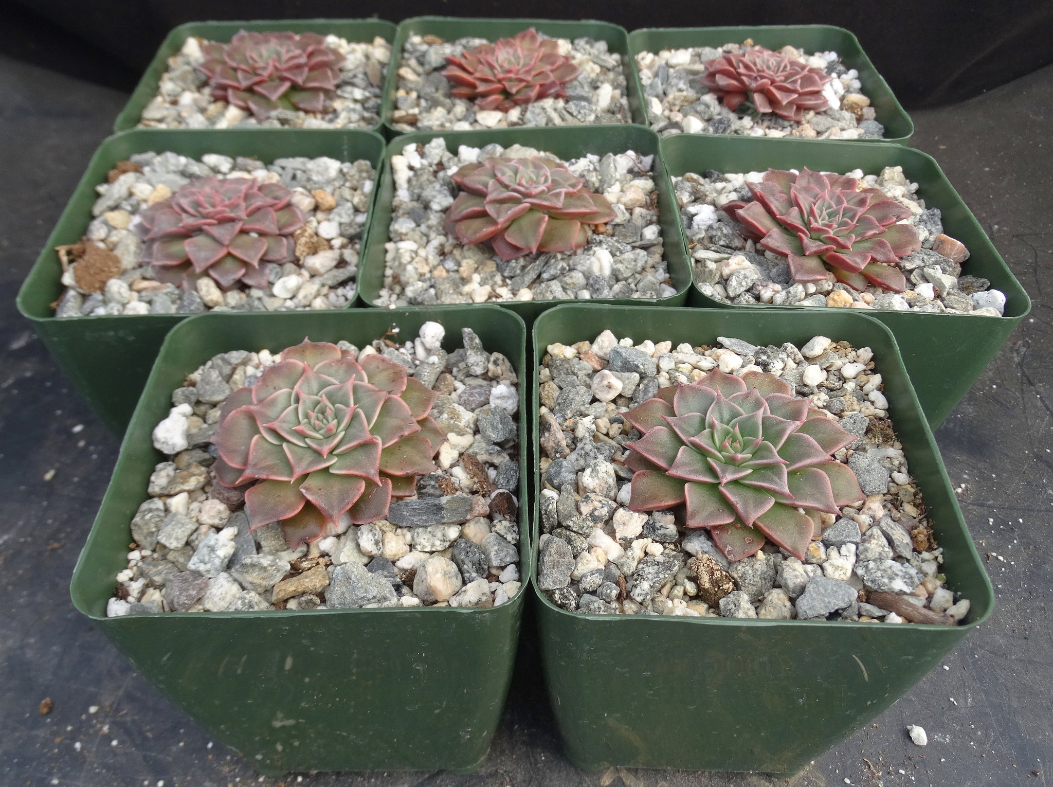 tacitus bellus succulent Tacitus bellus (Graptopetalum bellum) – Kyle's Plants