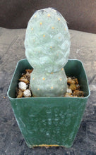 Load image into Gallery viewer, Tephrocactus geometricus
