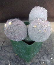 Load image into Gallery viewer, Tephrocactus geometricus
