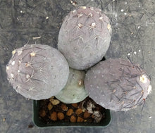 Load image into Gallery viewer, Tephrocactus geometricus
