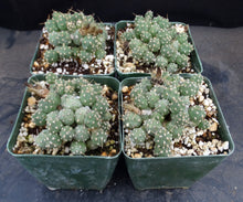 Load image into Gallery viewer, Cumulopuntia pentlandii (Tephrocactus) *Miniature Ball Shape Cactus*
