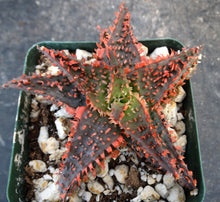 Load image into Gallery viewer, Aloe Thai Hybrid
