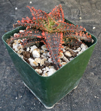 Load image into Gallery viewer, Aloe Thai Hybrid

