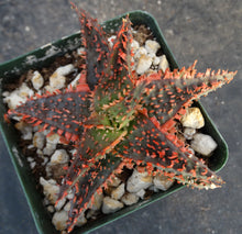 Load image into Gallery viewer, Aloe Thai Hybrid
