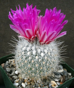 Thelocactus macdowellii