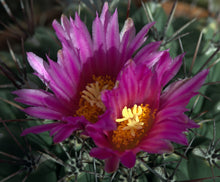 Load image into Gallery viewer, Thelocactus tulensis v. matudae
