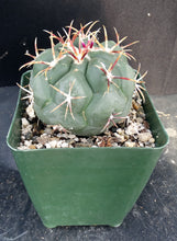 Load image into Gallery viewer, Thelocactus hexaedrophorus ssp. lloydii
