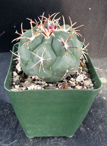 Thelocactus hexaedrophorus ssp. lloydii