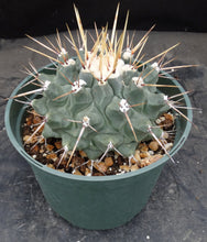 Load image into Gallery viewer, Thelocactus rinconensis *Larger Plant*
