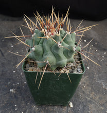 Load image into Gallery viewer, Thelocactus rinconensis

