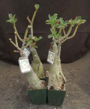 Load image into Gallery viewer, Adenium 'Thong Sam Si' Grafted Hybrid
