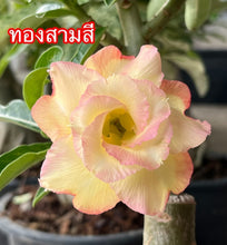 Load image into Gallery viewer, Adenium 'Thong Sam Si' Grafted Hybrid
