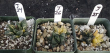 Load image into Gallery viewer, Haworthia pygmaea 'Tiger pygmaea' Variegated
