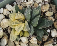 Load image into Gallery viewer, Haworthia pygmaea 'Tiger pygmaea' Variegated
