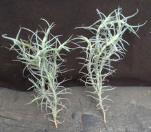 Load image into Gallery viewer, Tillandsia paleacea
