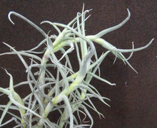 Load image into Gallery viewer, Tillandsia paleacea
