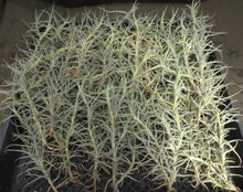 Load image into Gallery viewer, Tillandsia paleacea
