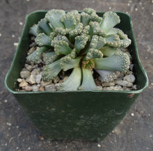 Load image into Gallery viewer, Titanopsis calcarea
