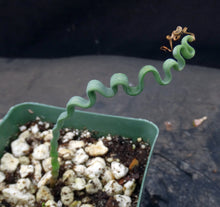 Load image into Gallery viewer, Trachyandra tortilis *Winter growing geophyte*
