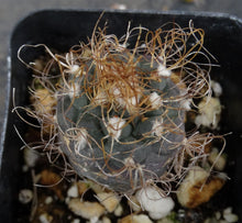 Load image into Gallery viewer, Turbinicarpus Sp (Dudu?)
