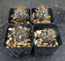 Load image into Gallery viewer, Turbinicarpus Sp (Dudu?)
