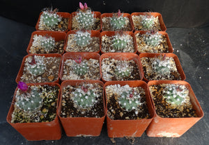 Turbinicarpus nicolae