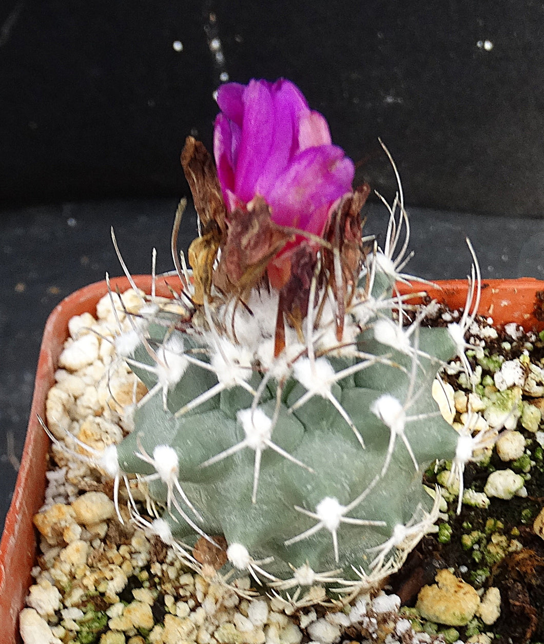 Turbinicarpus nicolae