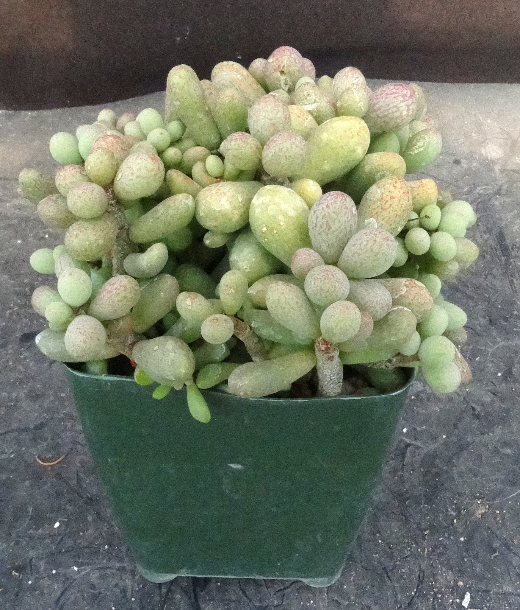 fairy tale plant succulent Tylecodon schaeferianus *Jelly Bean Leaves* – Kyle's Plants