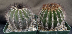 Uebelmannia pectinifera v. multicostata