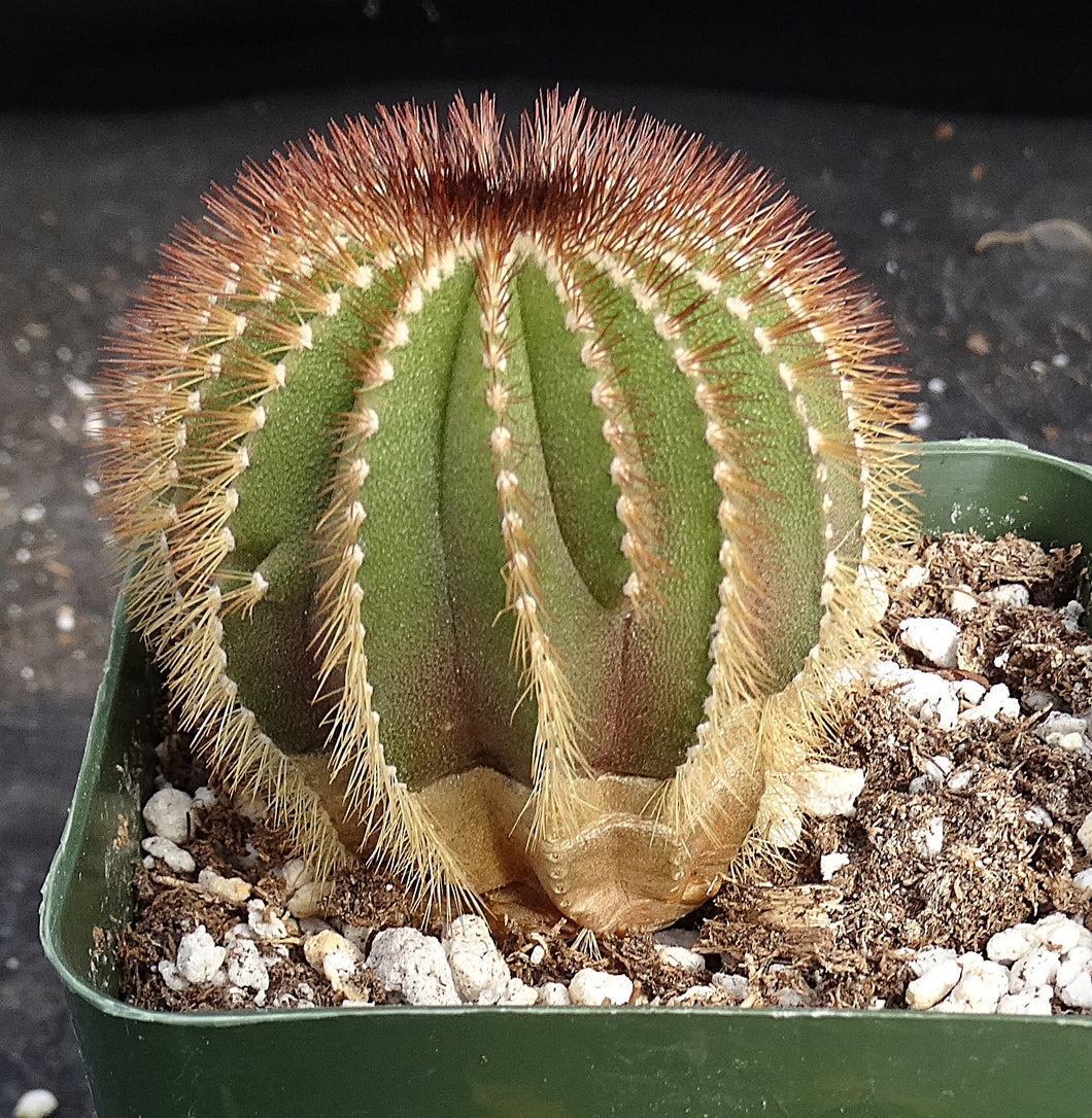 Uebelmannia eriocactoides x pectinifera
