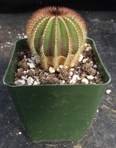 Uebelmannia eriocactoides x pectinifera