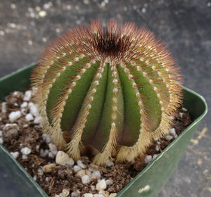 Uebelmannia eriocactoides x pectinifera