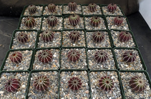 Uebelmannia pectinifera