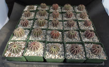 Load image into Gallery viewer, Uebelmannia pectinifera
