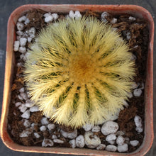 Load image into Gallery viewer, Uebelmannia eriocactoides
