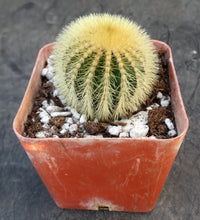 Load image into Gallery viewer, Uebelmannia eriocactoides
