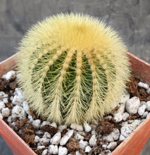Load image into Gallery viewer, Uebelmannia eriocactoides

