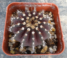 Load image into Gallery viewer, Uebelmannia buiningii x pectinifera
