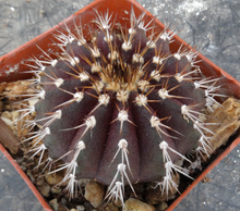 Load image into Gallery viewer, Uebelmannia buiningii x pectinifera
