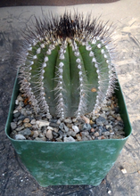 Load image into Gallery viewer, Uebelmannia pectinifera v. multicostata
