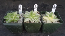 Load image into Gallery viewer, Haworthia cymbiformis 'variegata'
